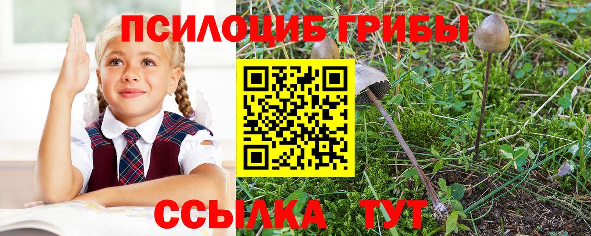 Псилоцибиновые грибы GOLDEN TEACHER  Вход с VPN  Кудрово 